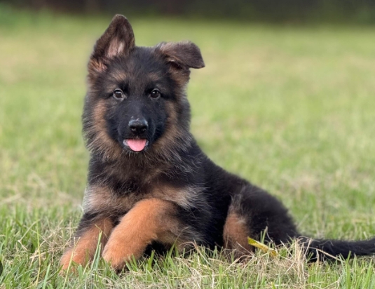 akc marketplace german shepherd