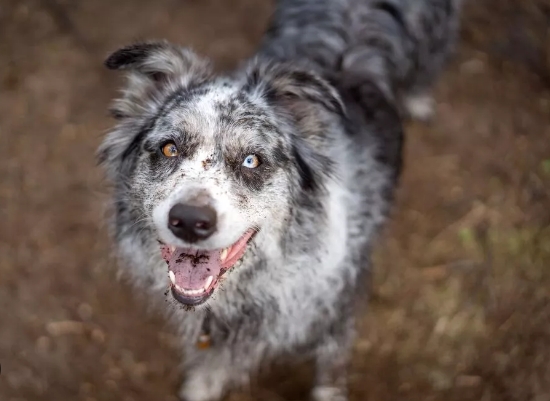 black and white shepherd dog