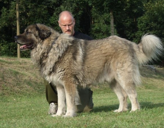 big shepherd dog