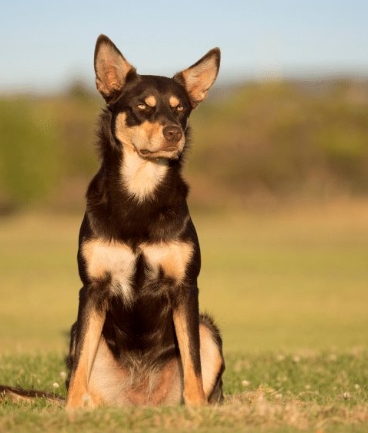 brown shepherd dog