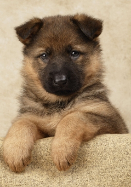 brown german shepherd puppy price