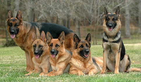 big german shepherd