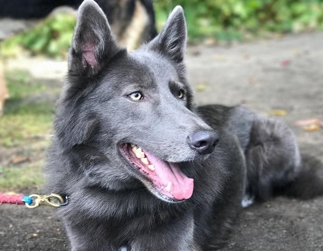 blue shepherd puppy for sale