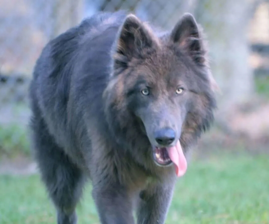 blue shepherd puppy