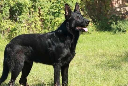 black shepherd