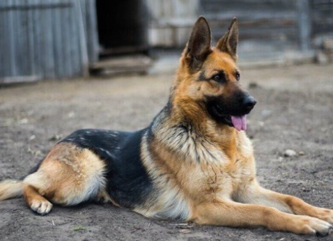 black and tan shepherd