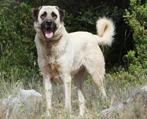 anatolian dog