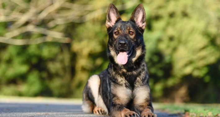 black sable german shepherd