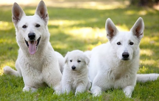 black and white german shepherd puppy