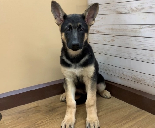 black and tan gsd