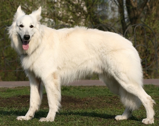 american white shepherd