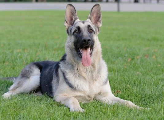 black and white german shepherd