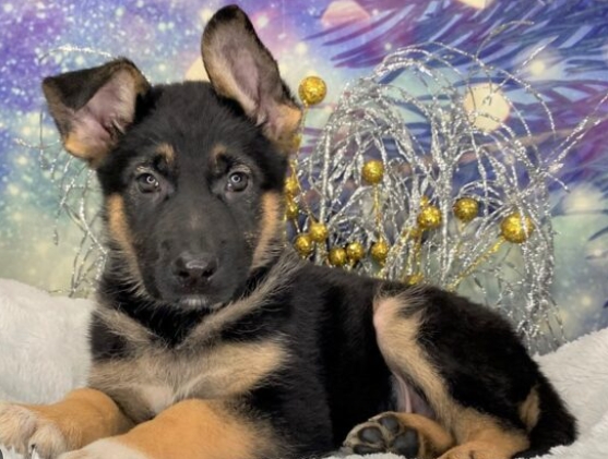 black and tan german shepherd puppy