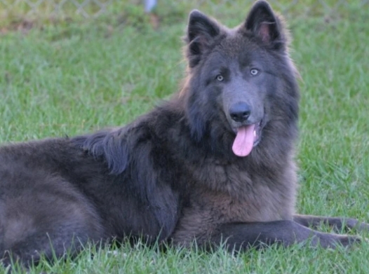 american blue bay shepherd