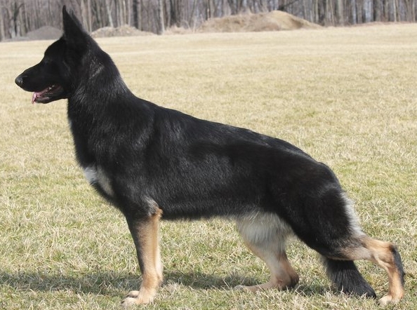 black mask german shepherd