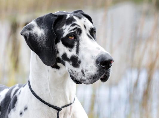 American Great Dane Dog