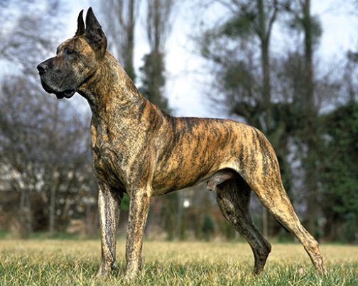 American Great Dane Dog