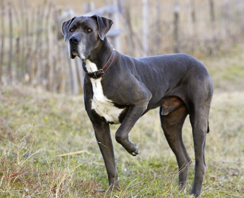 American Great Dane Dog