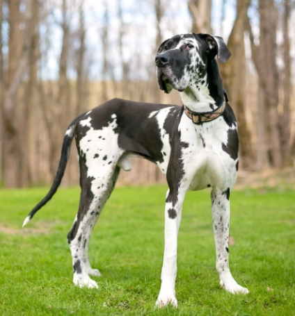 Big Dogs Like Great Danes