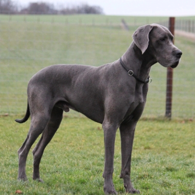 Big Dogs Like Great Danes