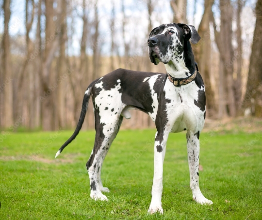 Black Harlequin Great Dane