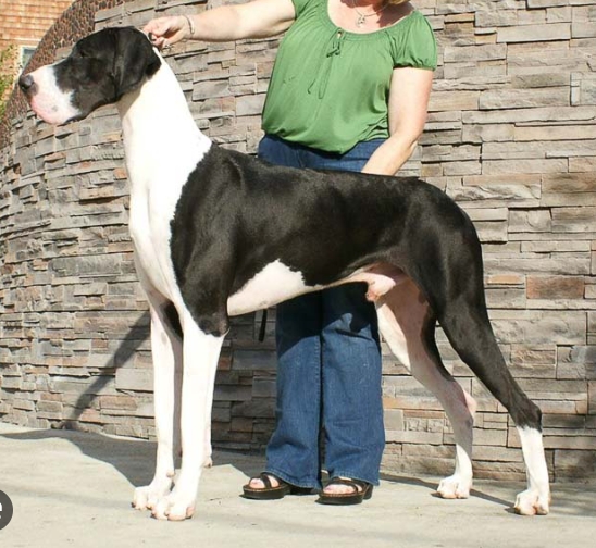 Mantle Great Dane