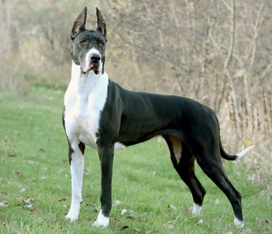 Mantle Great Dane