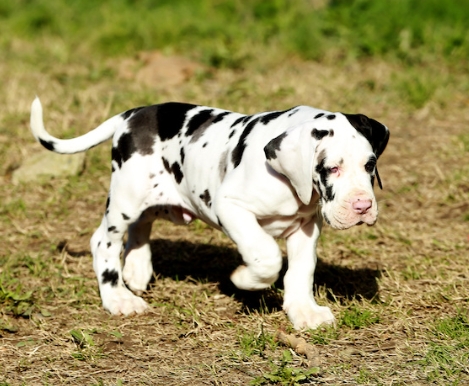 Raising a Great Dane Puppy