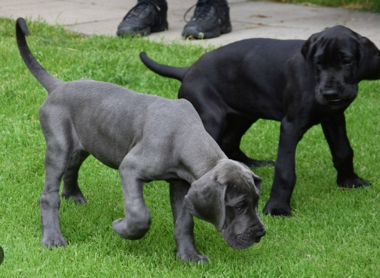 Raising a Great Dane Puppy