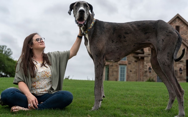 great dane animal