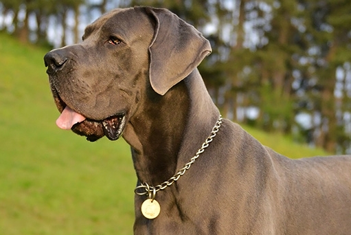 great dane grooming