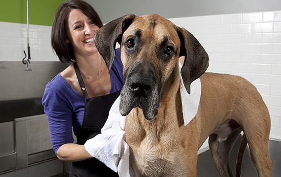 great dane grooming