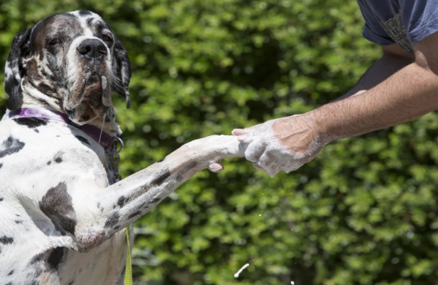 great dane grooming