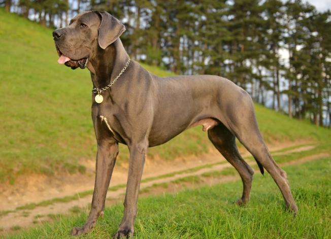 great dane personality