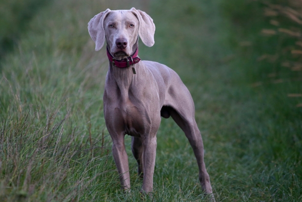 great dane personality