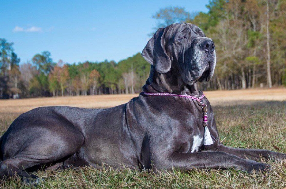 great dane training tips