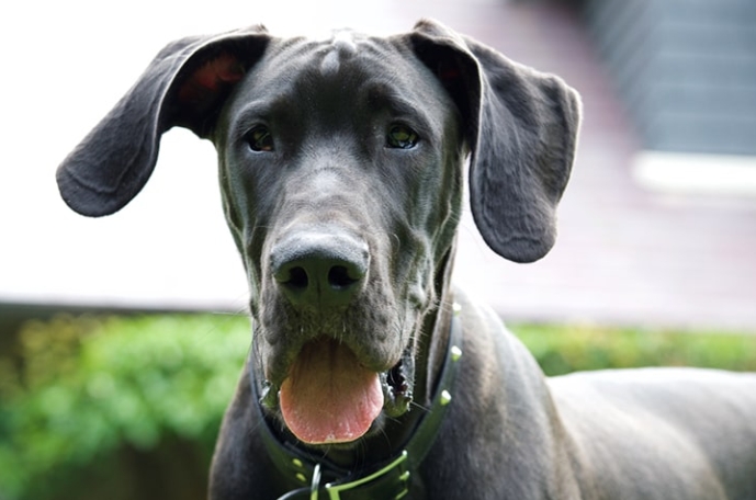 greatdanes dog