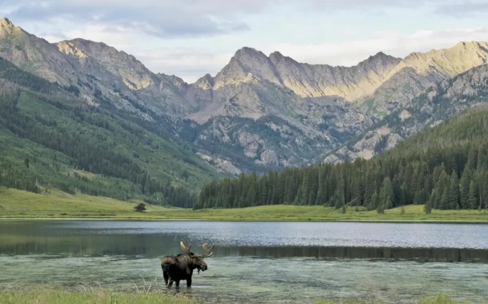 moose home range