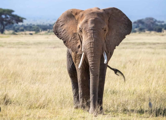 the African Elephant