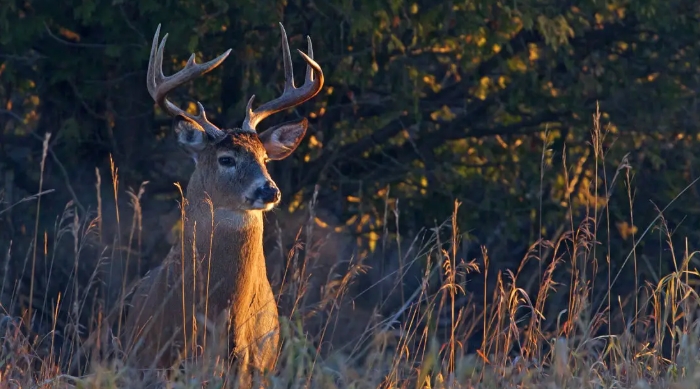 best deer habitat