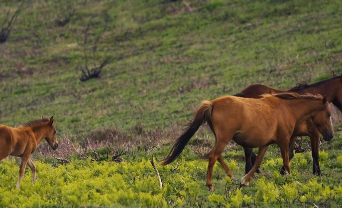 horses and nature