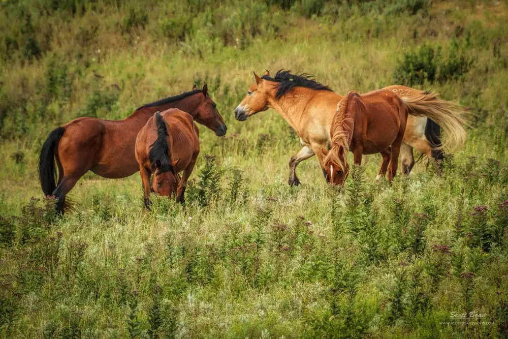 natural habitat for horses