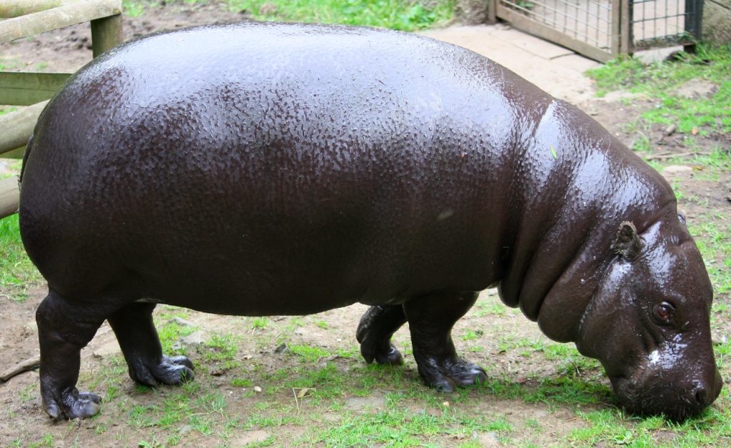 Hippo Breed