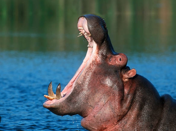 Hippo Mouth Wide Open