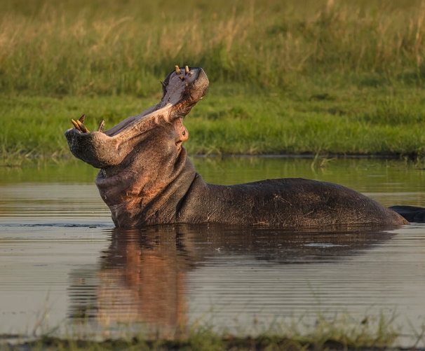 Hippo Mouth Wide Open