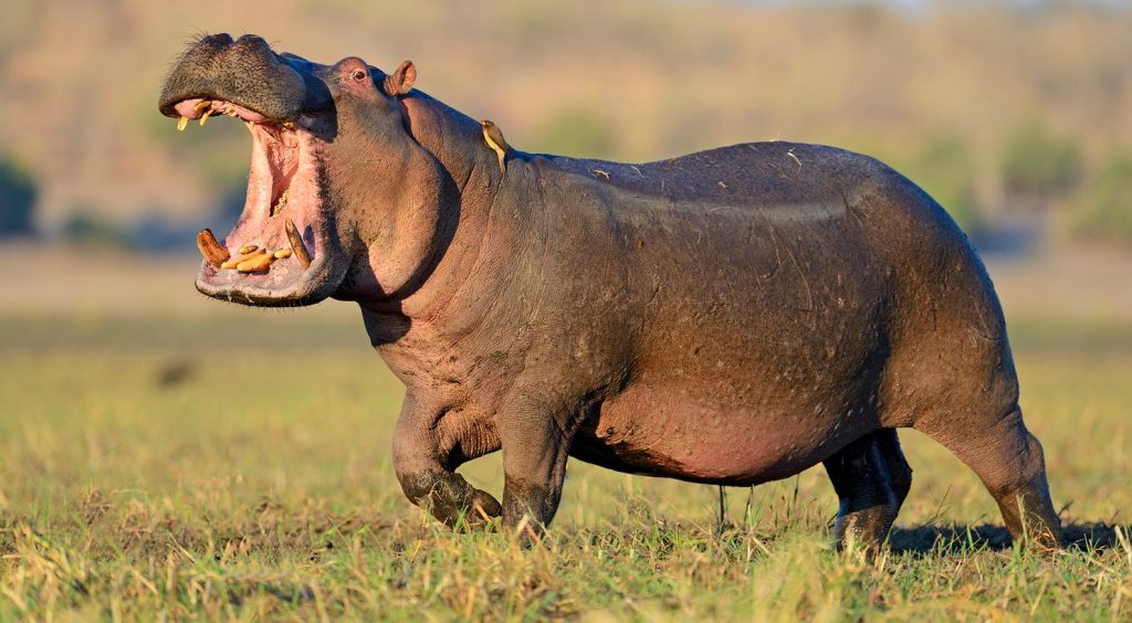 All About Hippopotamus