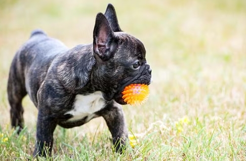 french bulldog near me