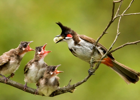 bulbul bird food habits