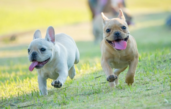 french bulldog cost