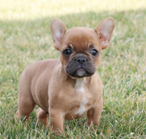 mini french bulldog puppies